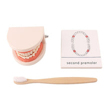 Load image into Gallery viewer, Brush Tooth Toys
